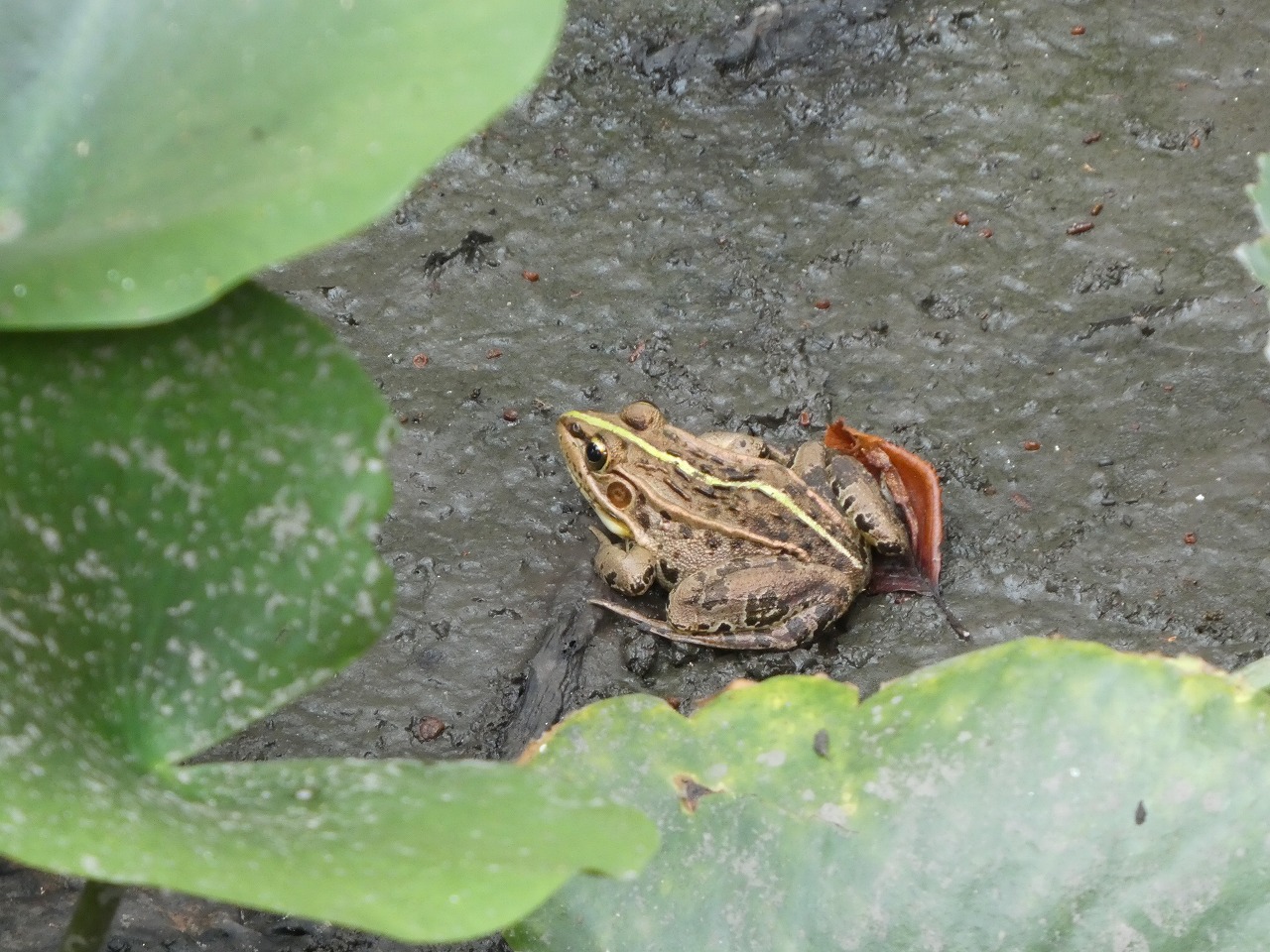 トピックニュース記事86】～地域の両生類の特徴～ | 日本両生類研究会nbs_jp