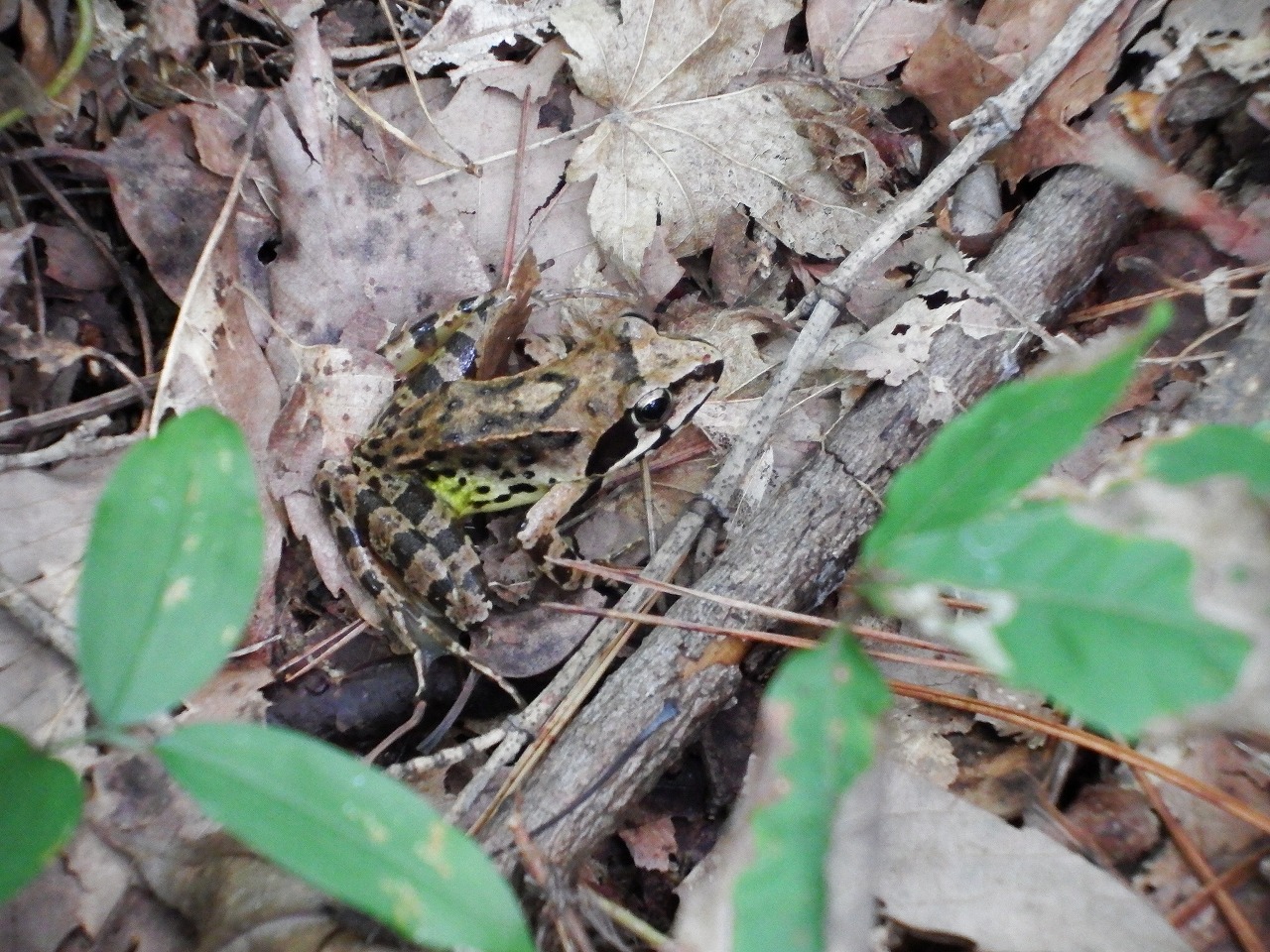 トピックニュース記事88】～地域の両生類の特徴～ | 日本両生類研究会nbs_jp